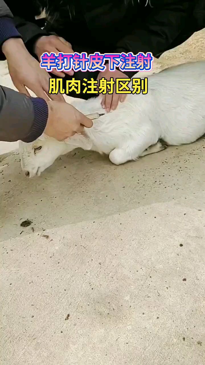 羊打针皮下注射肌肉注射区别