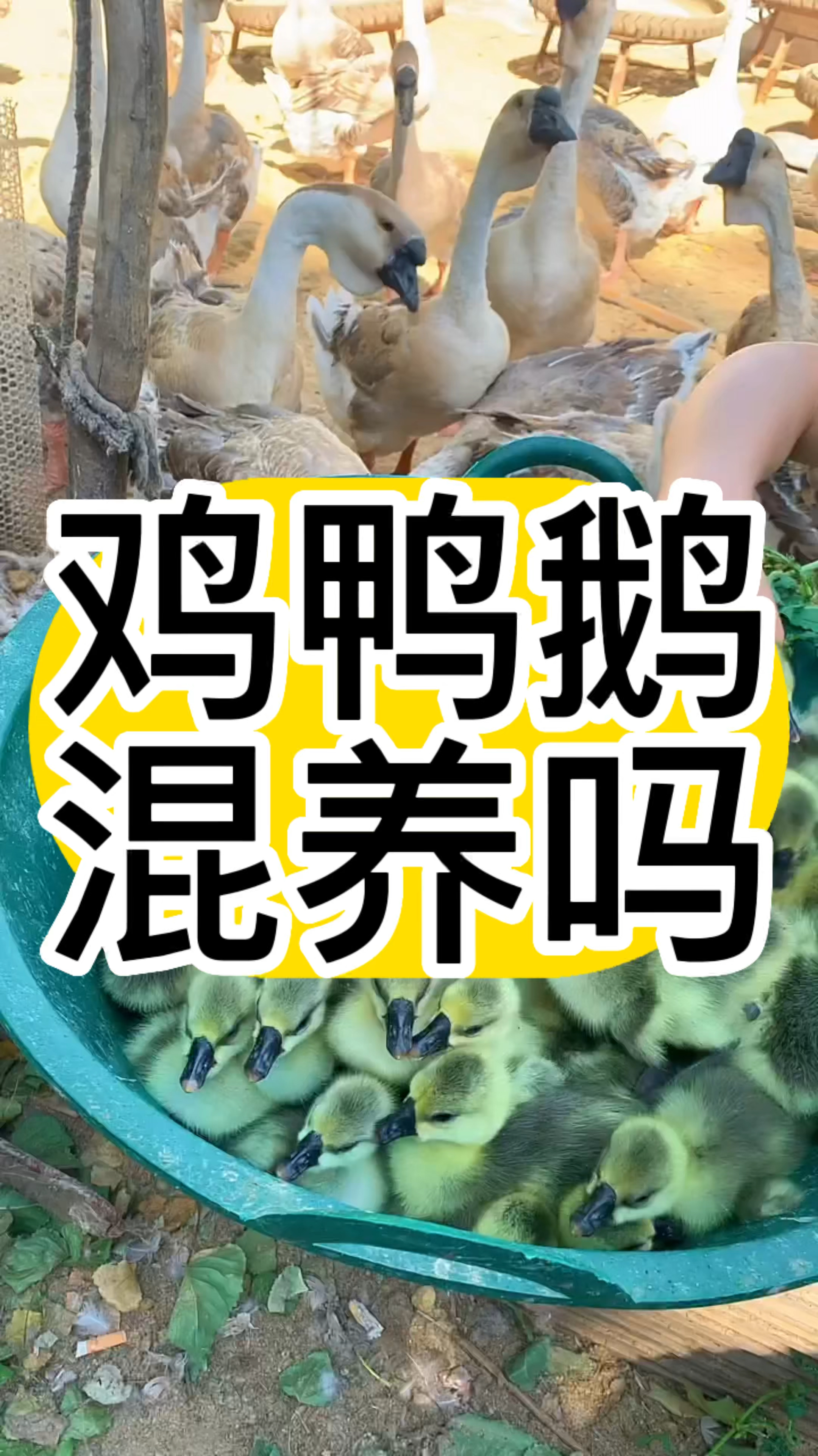 鸡鸭鹅可以混养吗