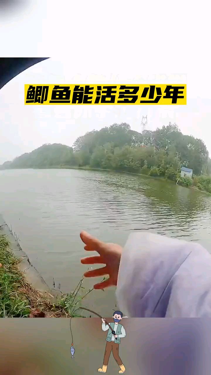 鲫鱼能活多久,你知道吗?