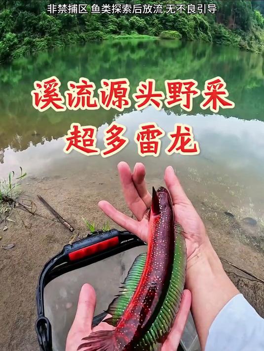 溪流的源头,鱼种又多又漂亮,这么漂亮的鱼你们肯定没见过!