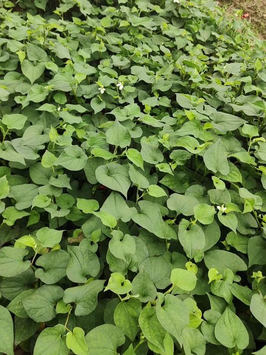 每天认识一味中草药「鱼 腥 草」