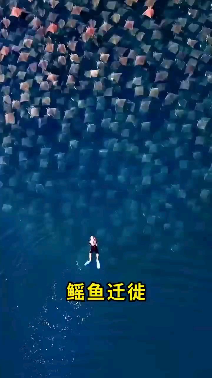 壮观-鳐鱼迁移-就像飞行一样