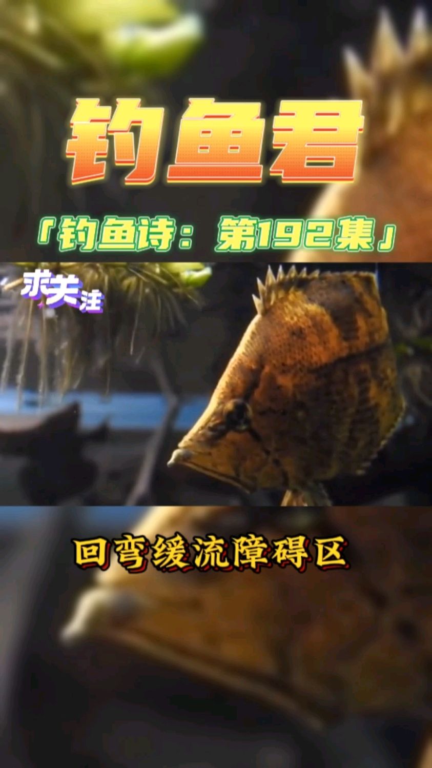 钓鱼君之钓鱼口诀:第192集(钓枯叶鱼)鱼类百科和树叶一样的鱼