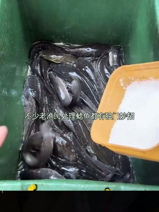 老渔民去鲶鱼黏液秘方，一把粗盐搞定土腥味