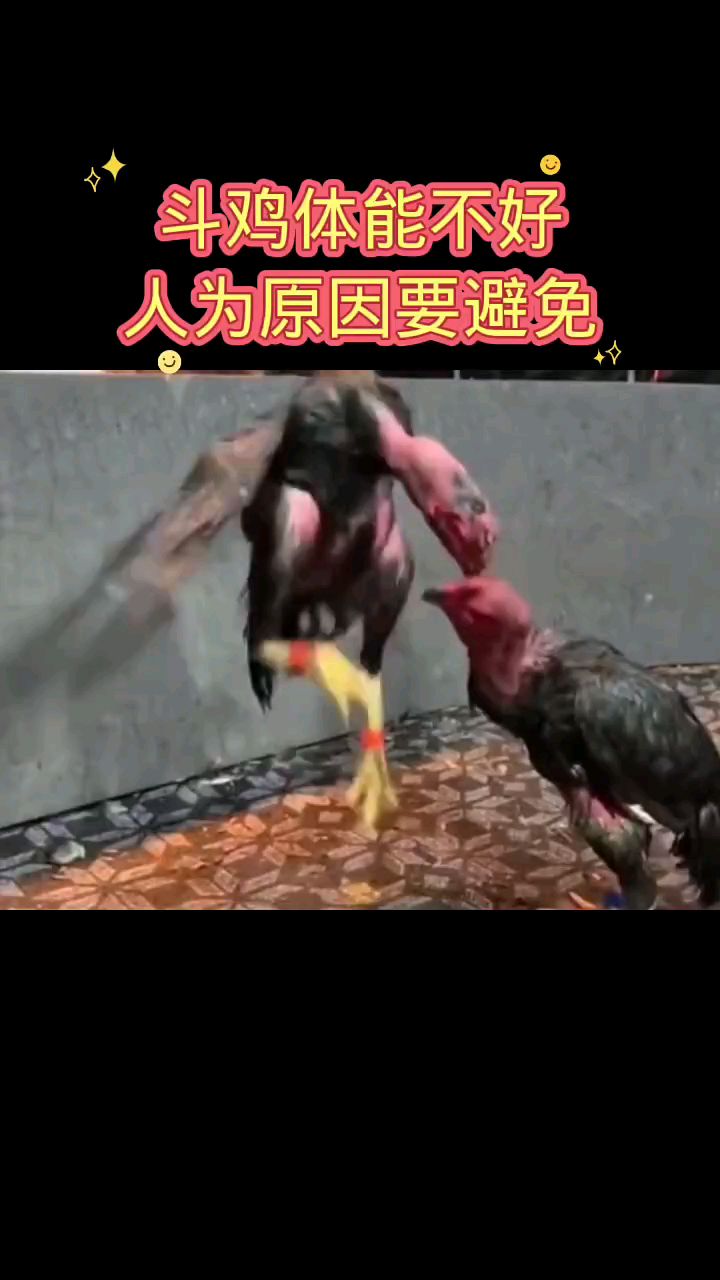 斗鸡体能不好,人为的原因要避免