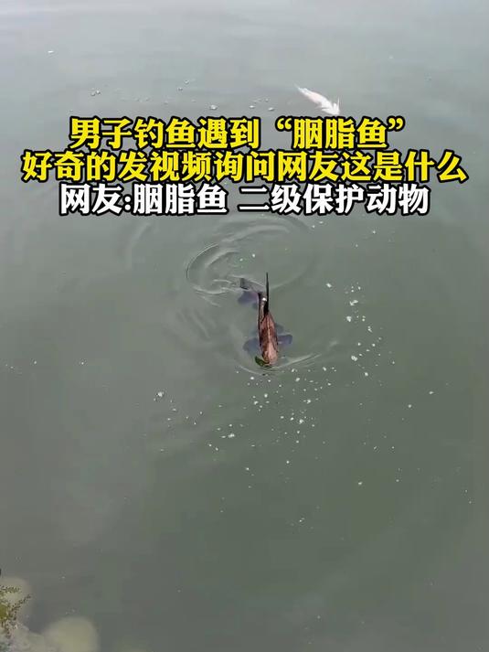 男子钓鱼遇到“胭脂鱼”好奇的发视频询问网友这是什么?
