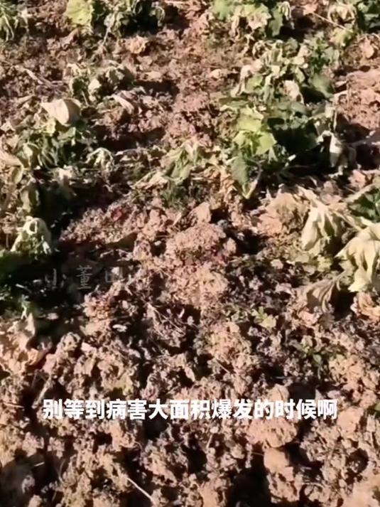 油菜病害防治,根肿病霜霉病菌核病根腐病黑斑病等病害!