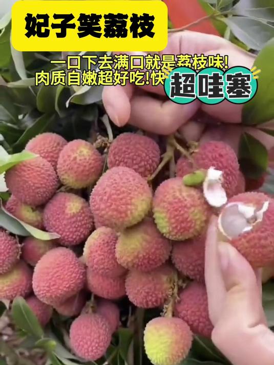 体验清甜滋味,妃子笑荔枝果肉晶莹,口感绝佳超满足