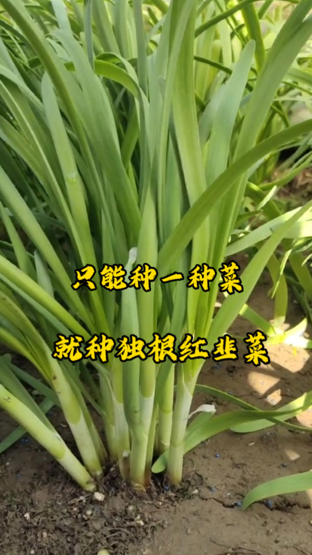 如果只能种一种菜,那你就种韭菜,好种植,好管理