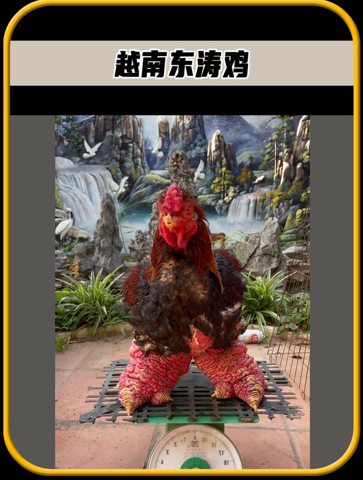 这只拥有无敌大脚的鸡,它的脚比头还大,皱皱巴巴的很奇怪