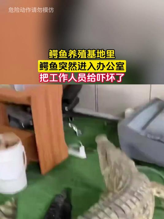 鳄鱼养殖基地里，鳄鱼突然进入办公室，把工作人员给吓坏了