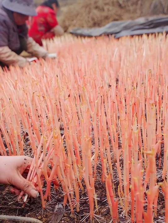 野菜合集,一口气认识66种野菜,你吃过几种?