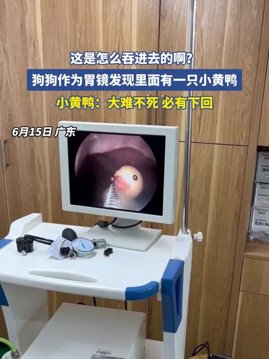 这是怎么吞进去的啊?狗狗作为胃镜发现里面有一只小黄鸭