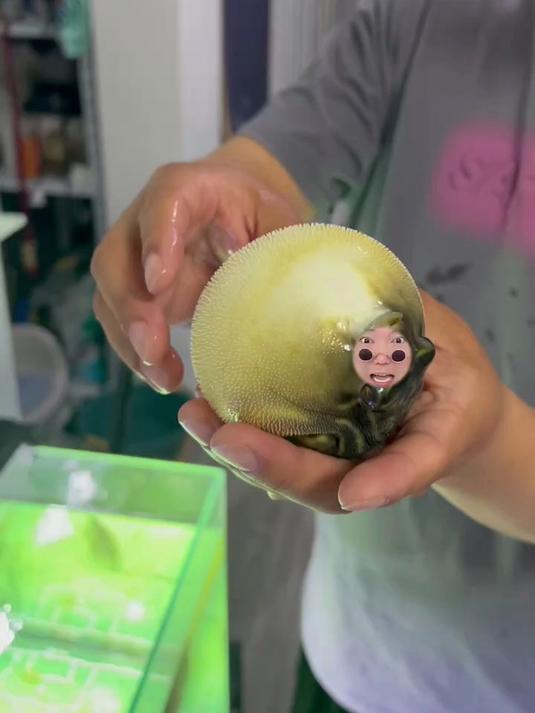 我变成了一只河豚