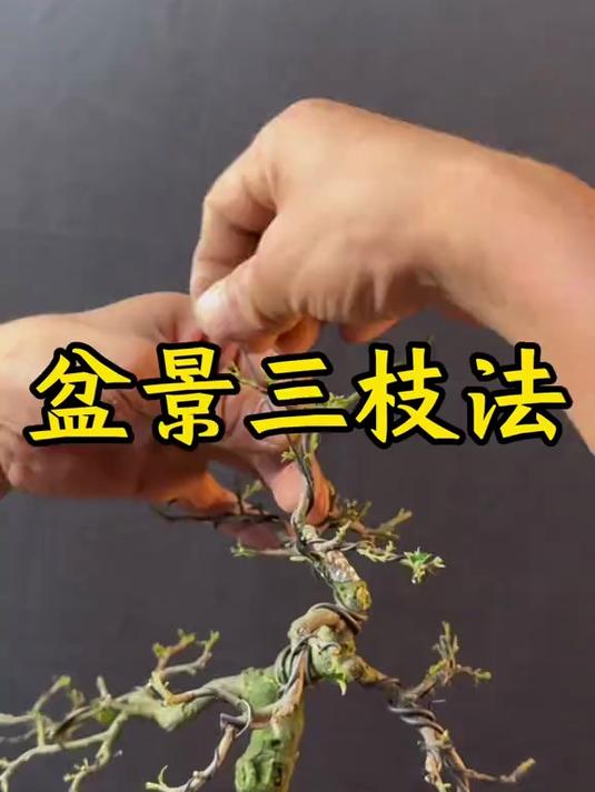 如果你不会给盆景造型，你就用简单易学的三枝法