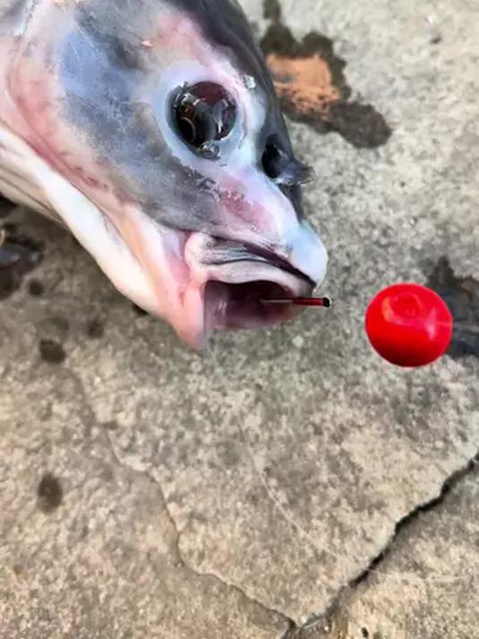 珠珠钓青鱼有诀窍!原洋趴趴珠味型浓软黏亮