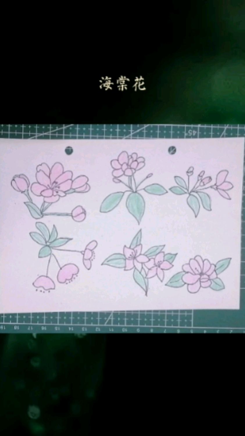 简笔画~海棠花