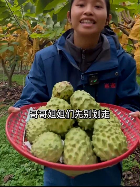 水果界的冰淇淋,果肉奶白香甜多汁,就像冰淇淋一样丝滑