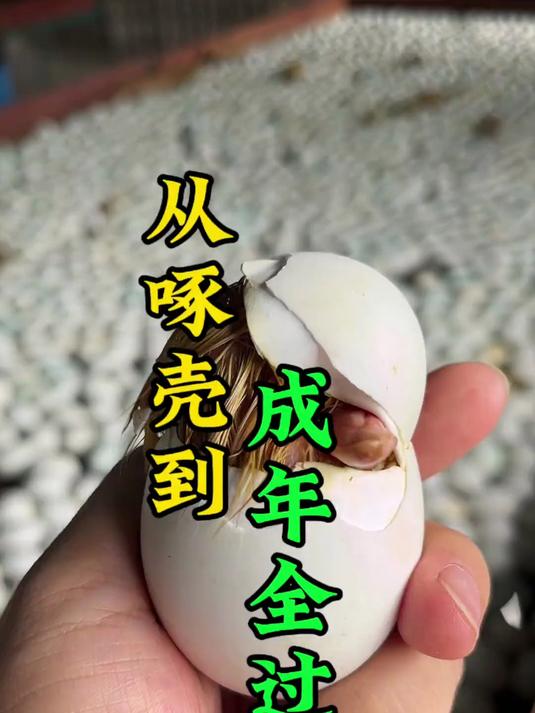 一只小鸭的诞生!从打嘴到成年全过程!