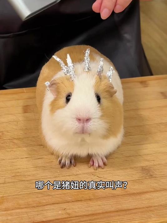 哪个是猪妞的叫声?好难猜啊#萌宠#