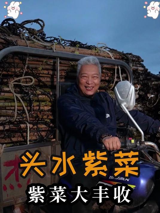 头茬紫菜为什么贵？看完它的「出生档案」就知道