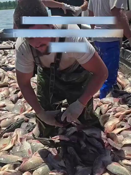 清道夫鱼：水中灭霸，不仅破坏生态系统而且还不能食用！