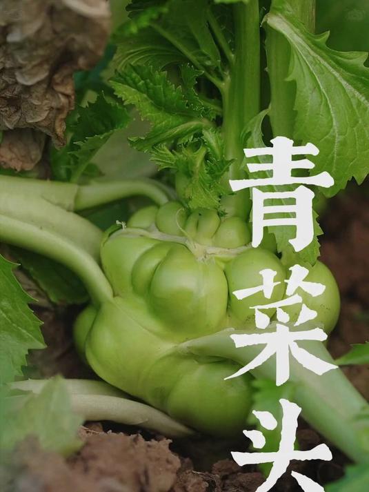 非遗工艺脆嫩鲜香|低盐发酵更健康,佐餐开胃必备小菜