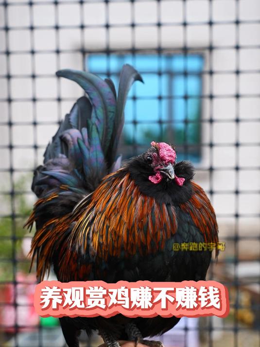 大家觉得 养观赏鸡能不能赚钱