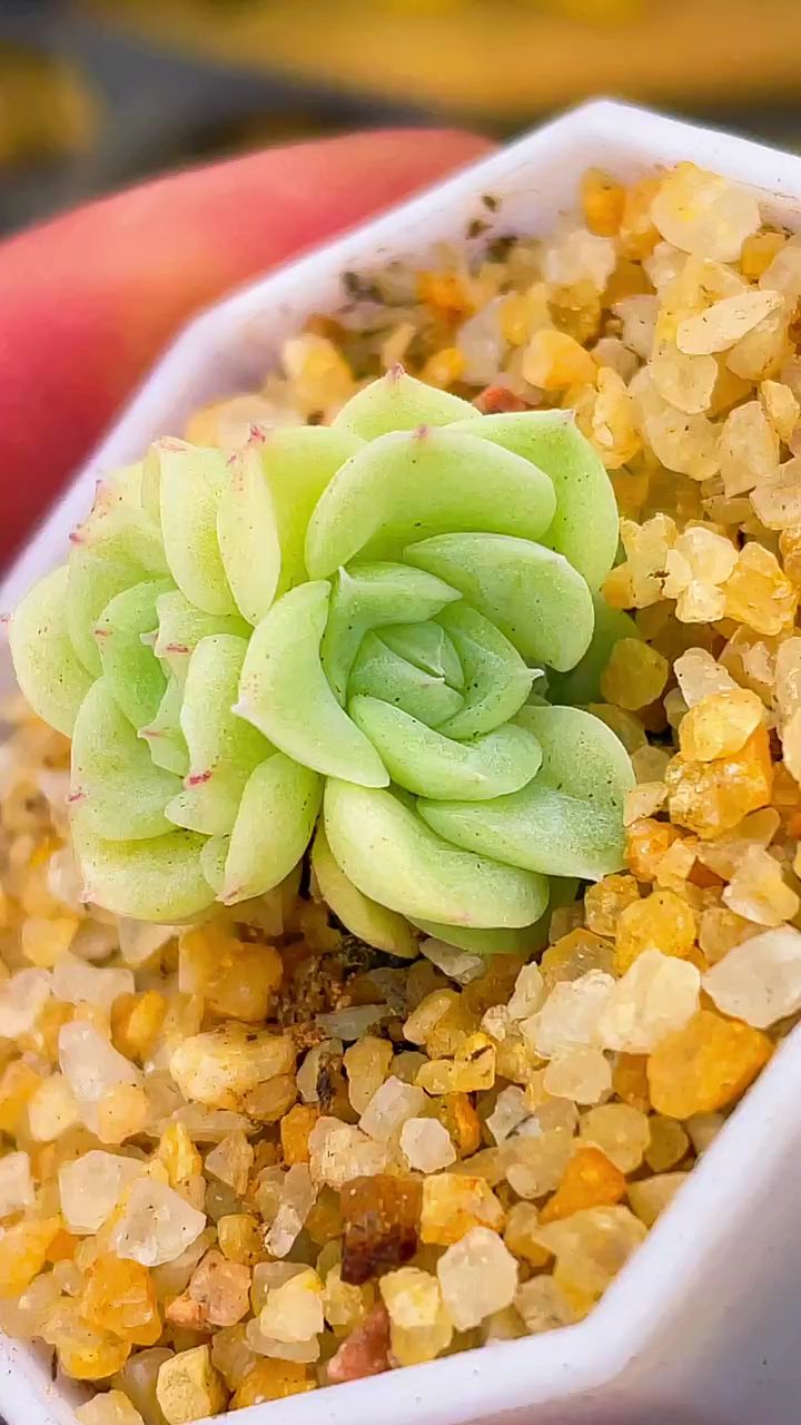 韩货白天鹅麦秆喜欢吗