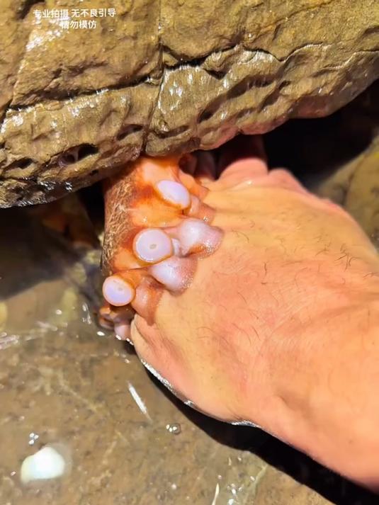 赶海抓鱼3