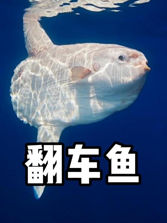 渔民都怕的翻车鱼,是海洋中的摆烂大师!