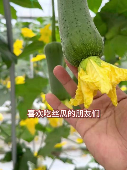 丝瓜界天花板品种,瓜肉雪白无纤维,煮汤清甜自带回甘