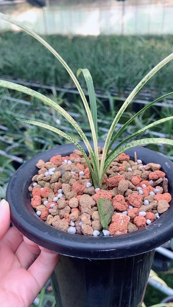 春兰艺草吻仔鱼