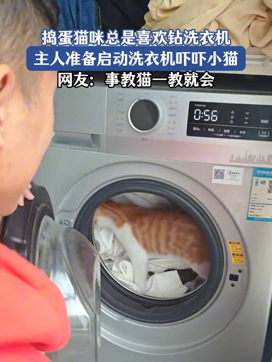 捣蛋猫咪喜欢钻洗衣机,主人特意启动吓吓小猫,事教猫一次就会