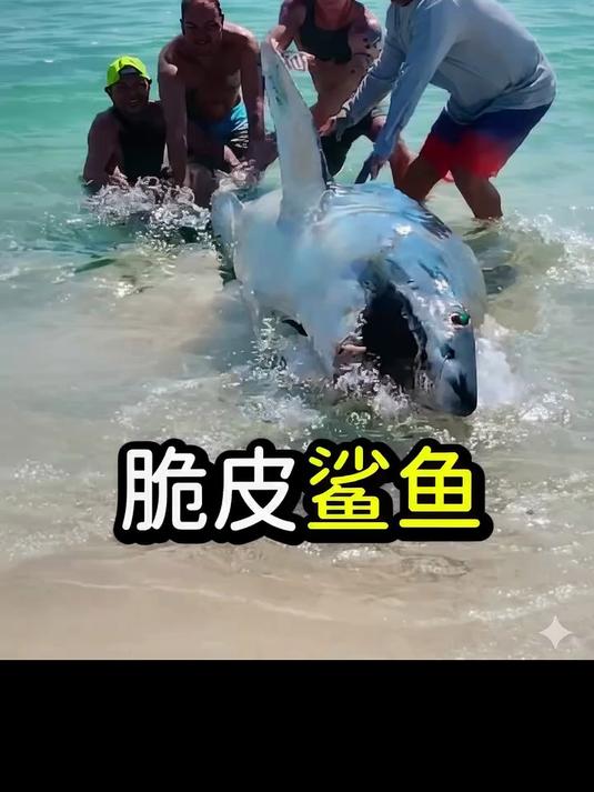 鲨鱼有多脆皮!
