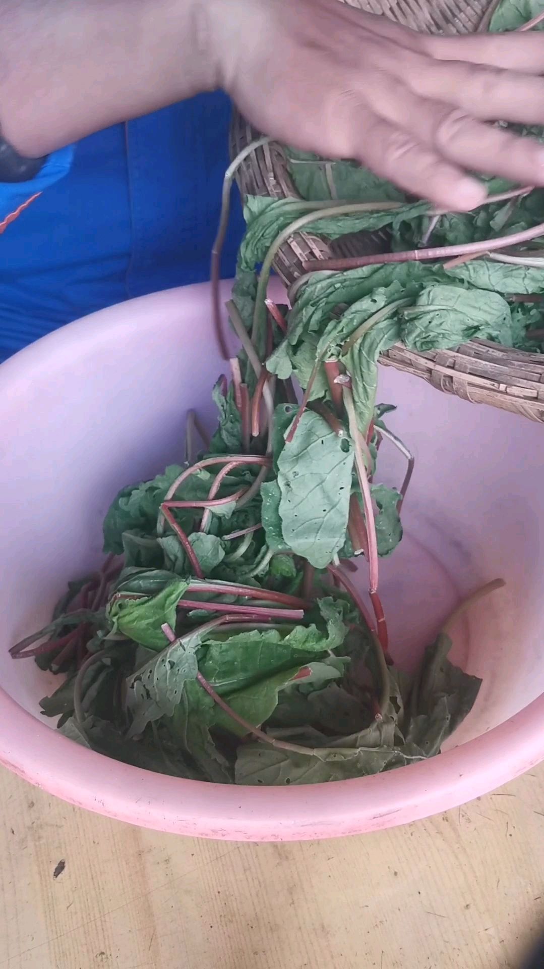 萝卜缨子嫩泡菜腌制方法,脆爽下饭