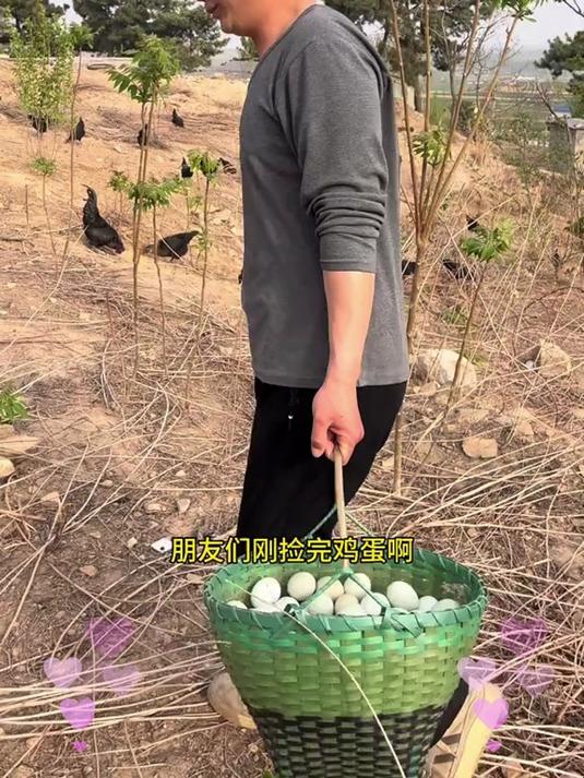 山林散养的 “绿宝石”!乌鸡蛋,零添加纯生态,孕妈宝宝放心吃