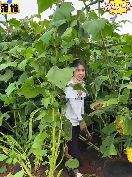 雪莲果被誉为“地下水果之王”