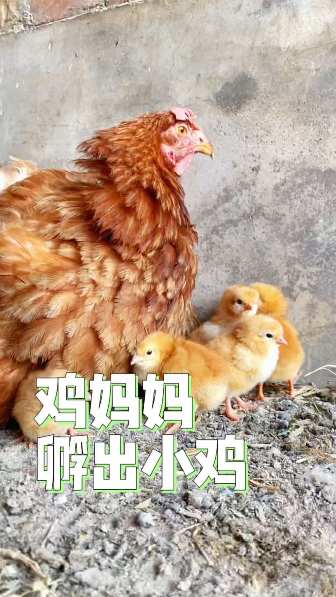 小鸡出壳啦!母鸡妈妈辛苦20天,480个小时,用自己的体温孕育出一只只可爱的小鸡宝宝