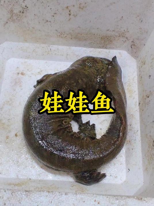 在罗定龙湾龙鲵山庄,一睹娃娃鱼的风采,一品这道美食