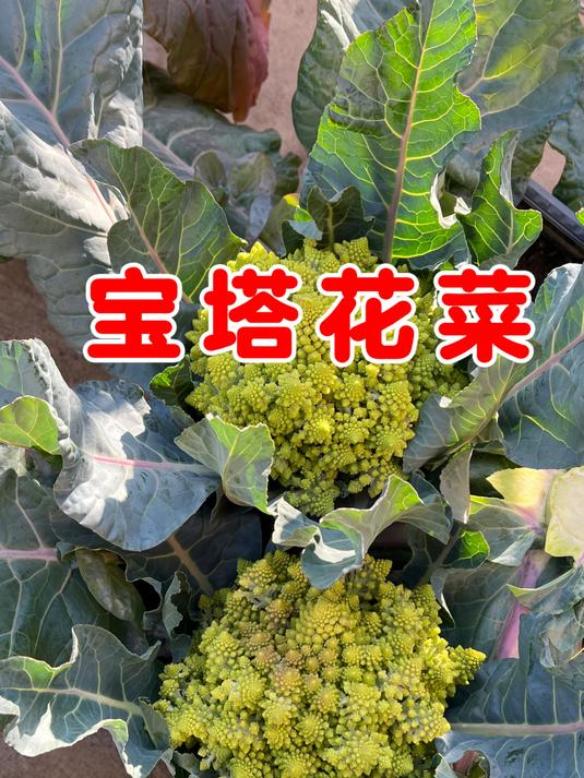 露台上的宝塔花菜丰收了,长得这么好看都不舍得吃了