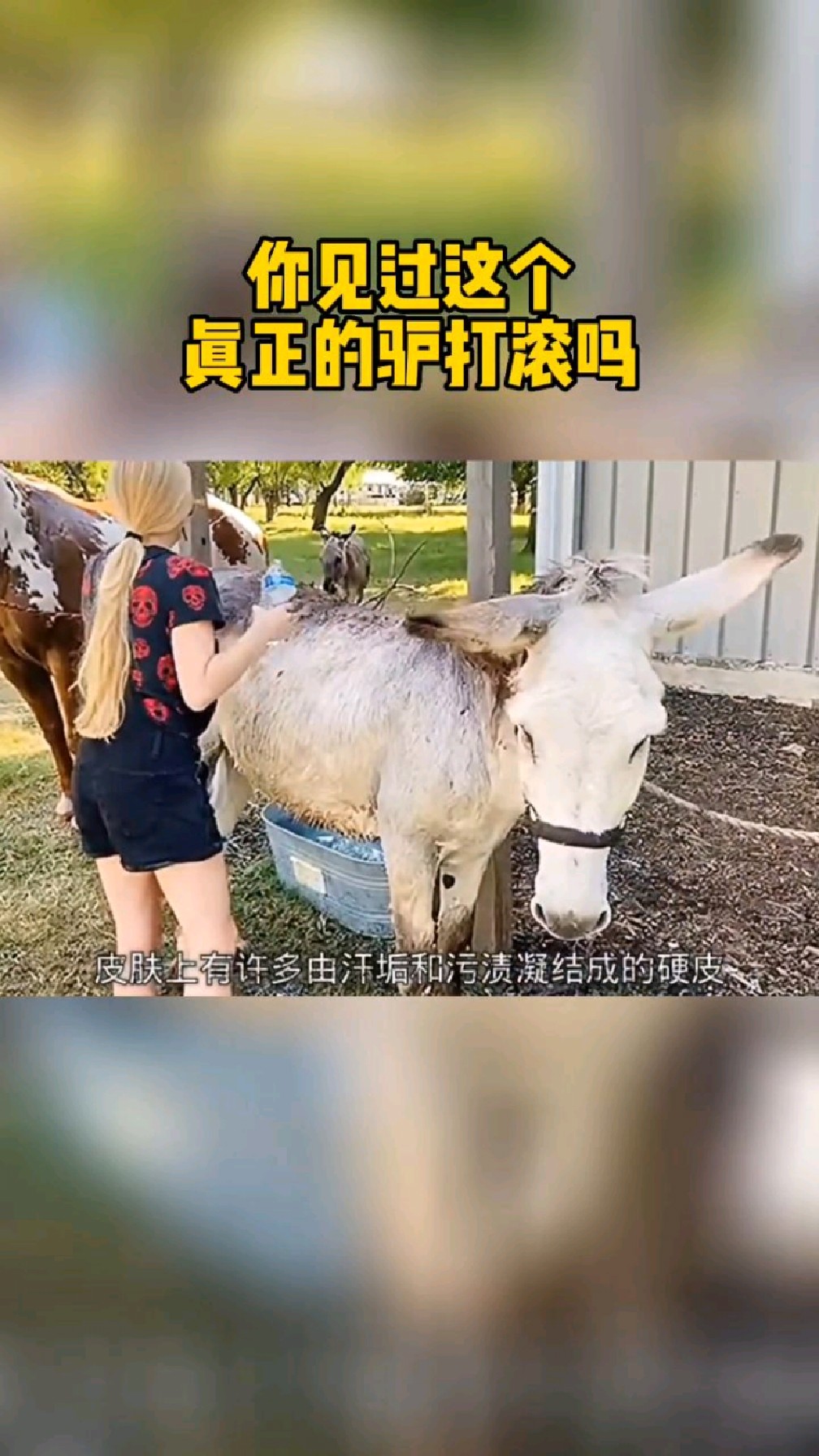 你见过真正的驴打滚吗?
