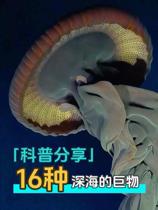 一口气带你认识16种深海巨物，你认识其中哪几种呢？