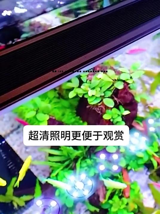 这款 LED 灯让鱼缸大变样 水草鱼鳅美如画 你敢信?