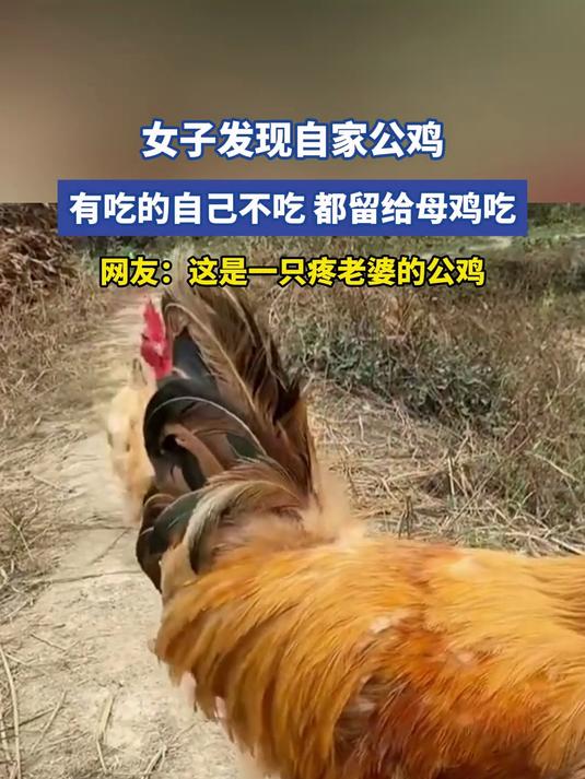 女子发现自家公鸡,有吃的自己不吃,都留给母鸡吃