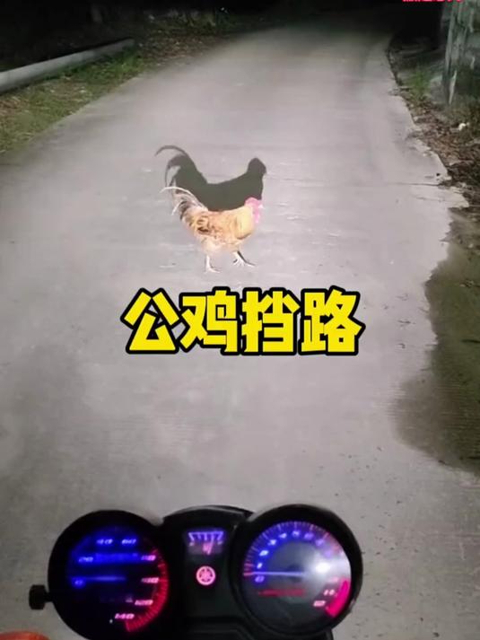 公鸡挡路是怎么回事,难道前面的路不通吗