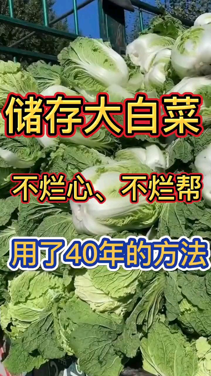 大白菜的冬天贮存方法