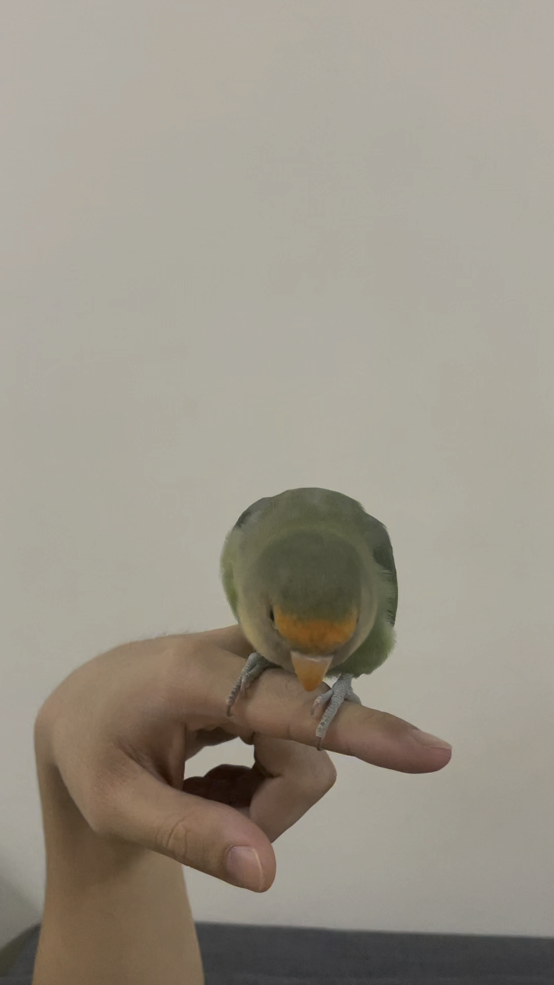 为什么小鸡都喜欢歪着头