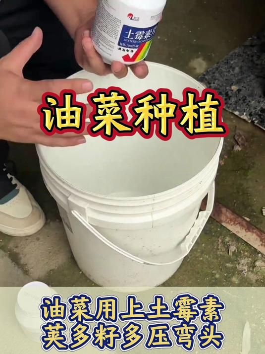油菜