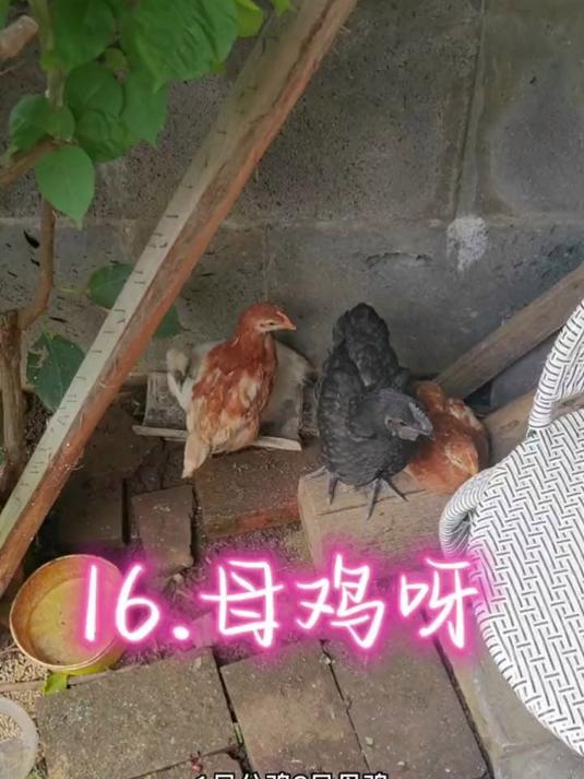 大鹅咻咪咪母鸡和野鹤
